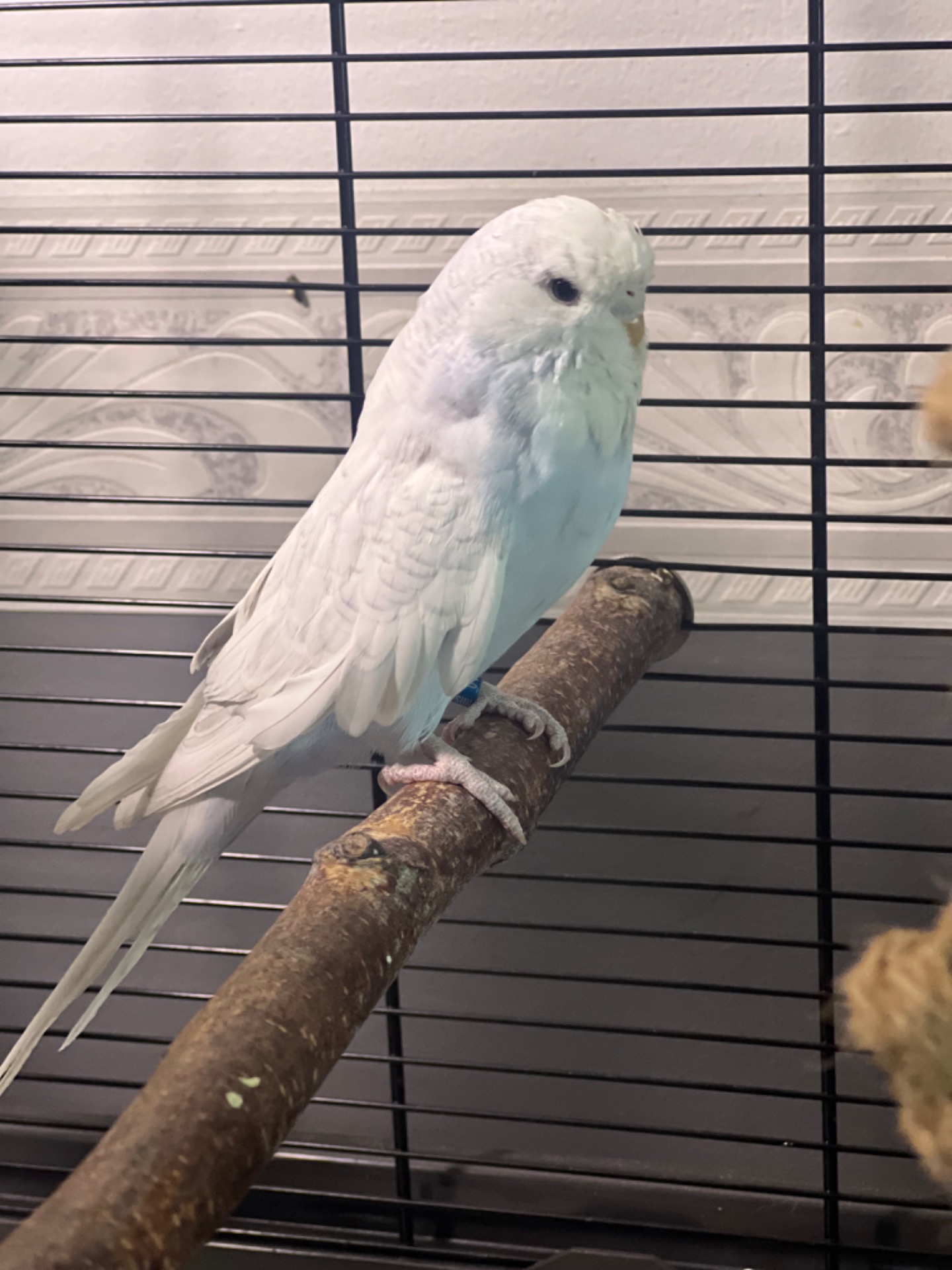 Här en söt liten Engelsk tös vid namn Loka