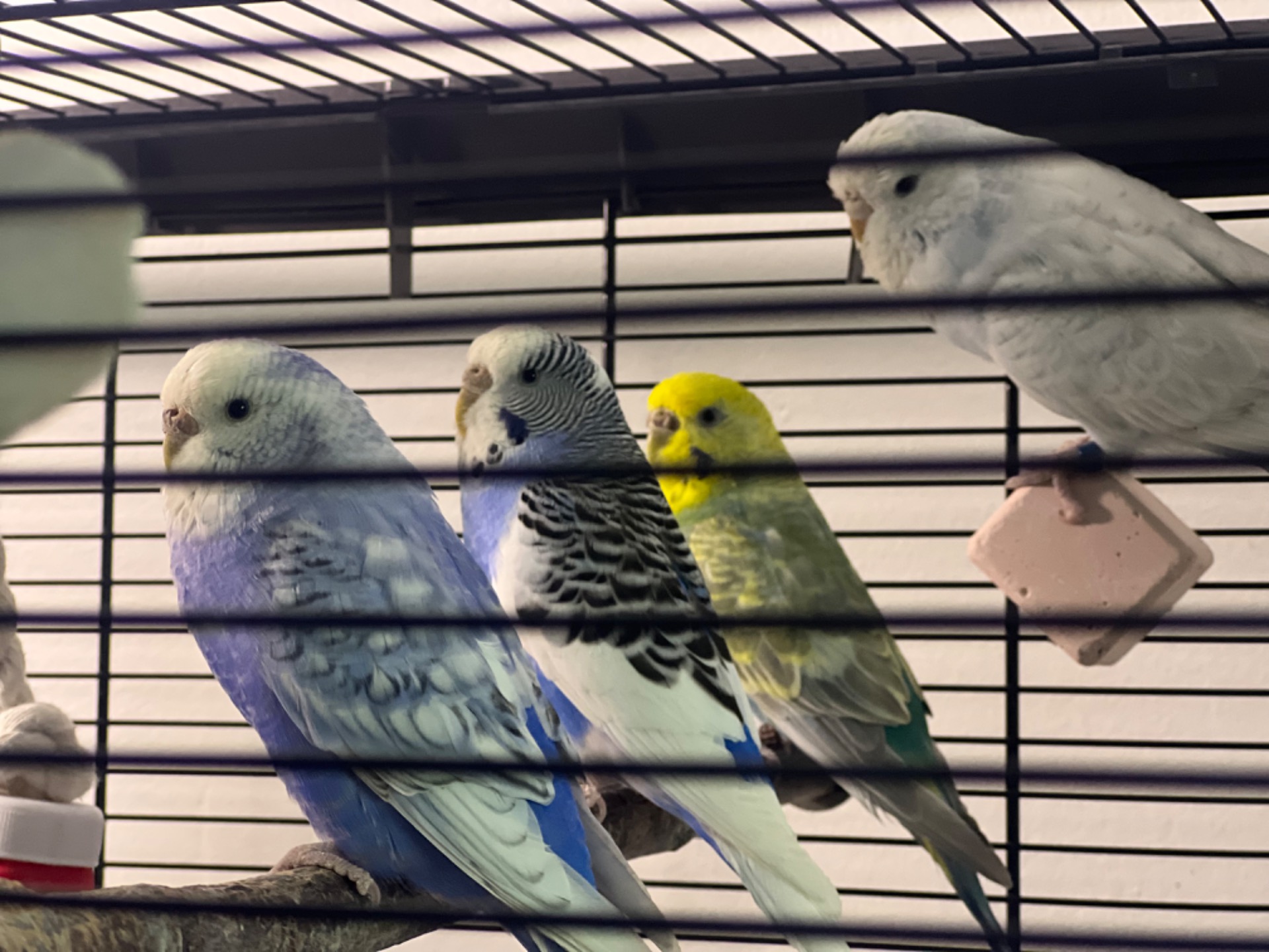 Fyra damer Lilly, Molly och längst in Citruz blev för mycket på samma pinne så Loka håller sig i bakgrunden. 