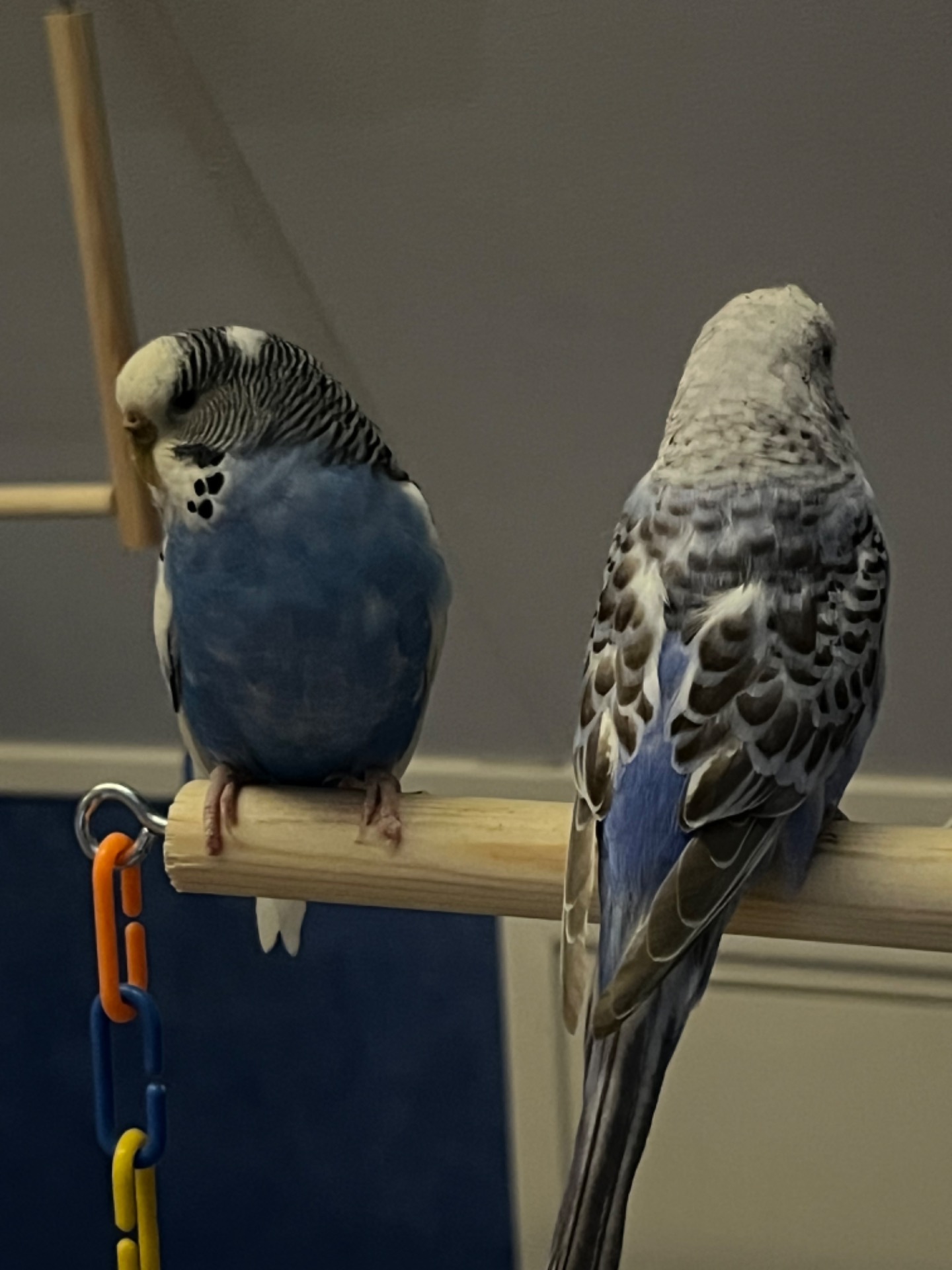 Molly & Clyde