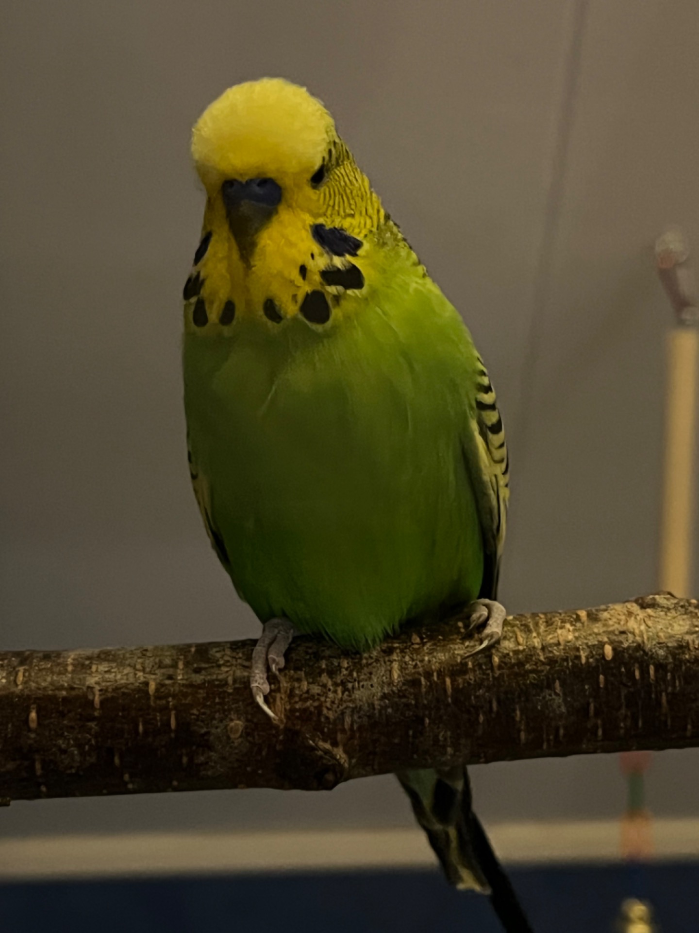 Dojan